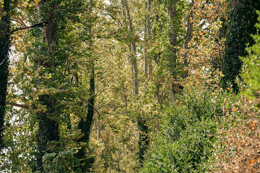 a forest filled with lots of green trees