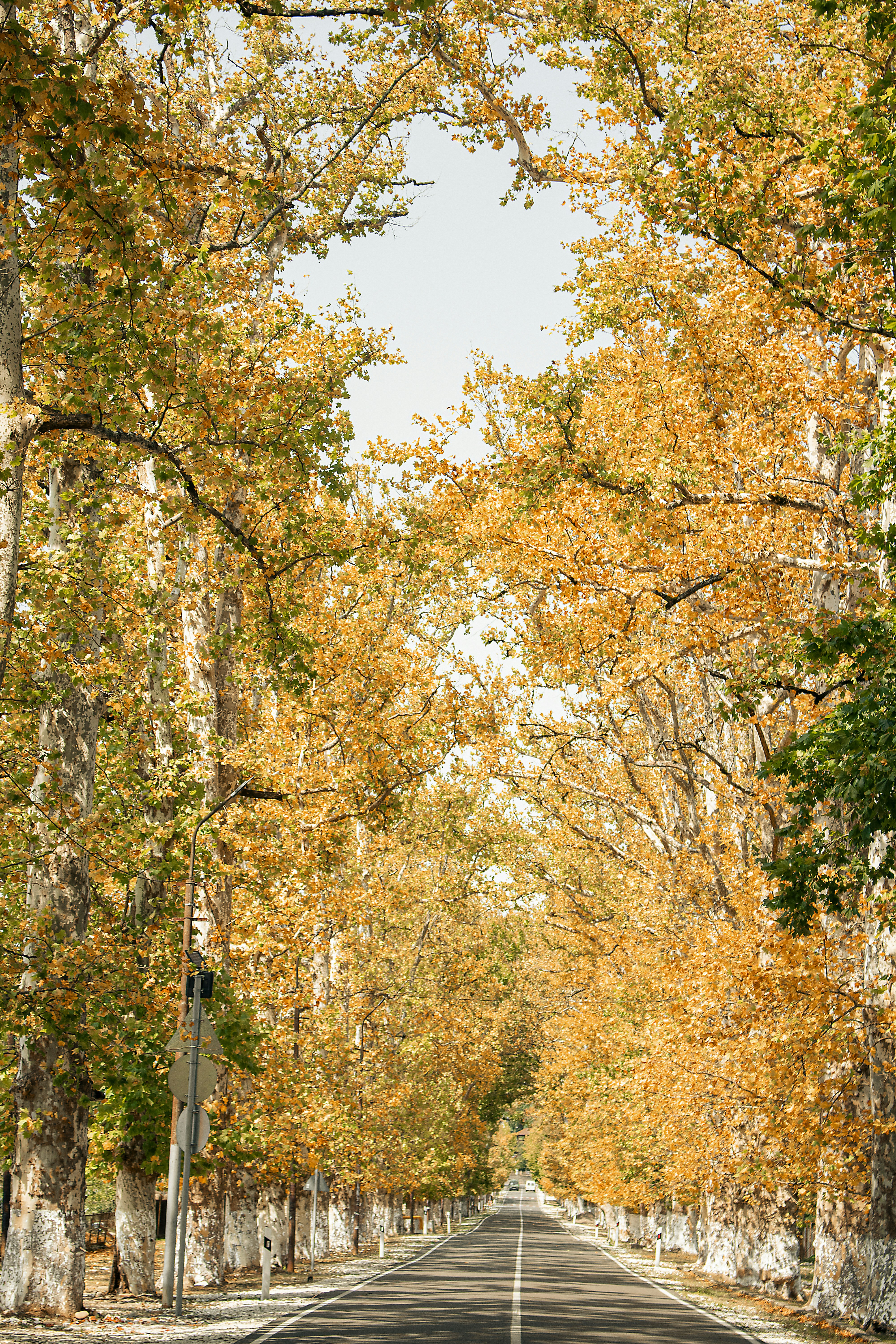 Photo by luka_tsikolia