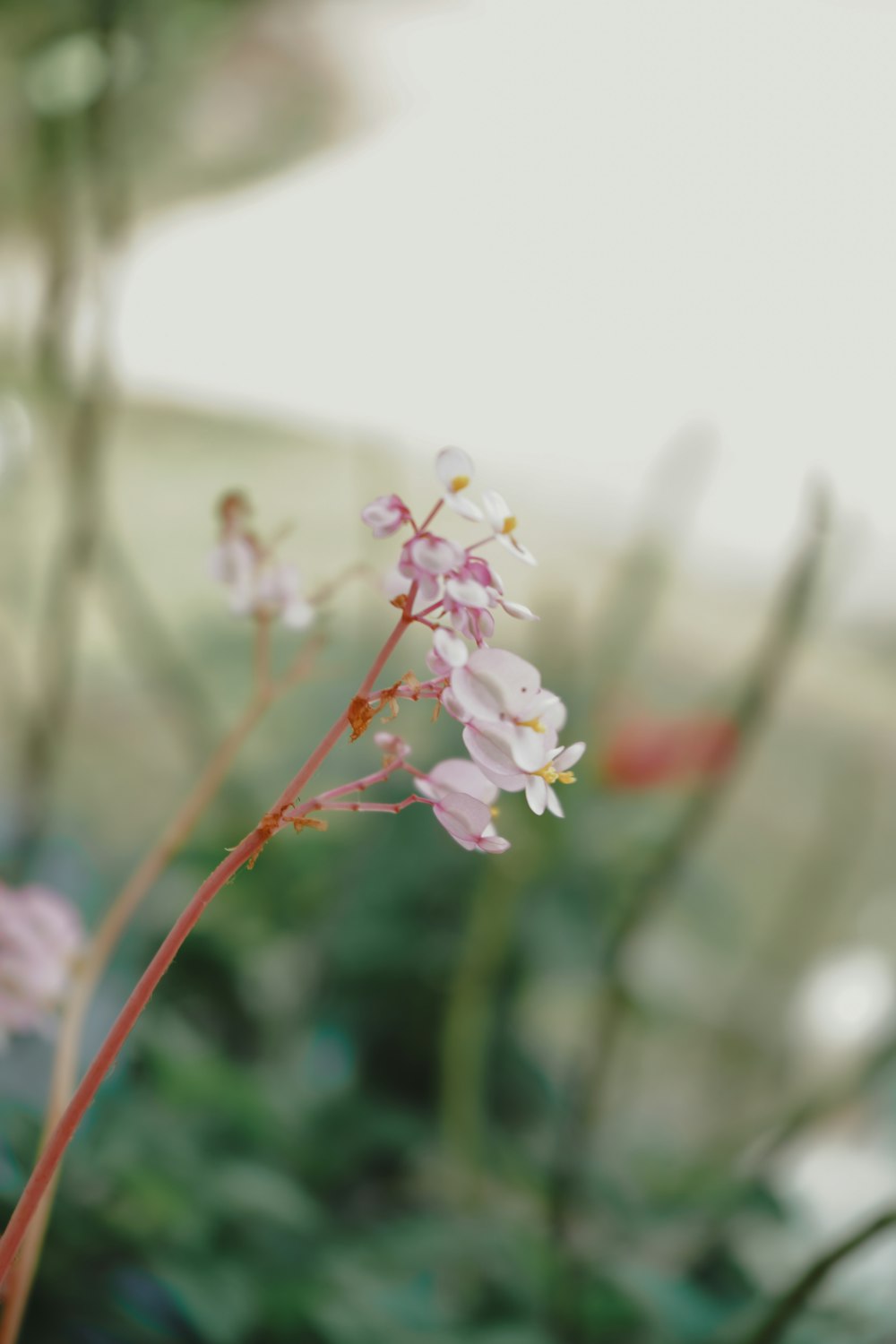 a close up of a flower with blurry background