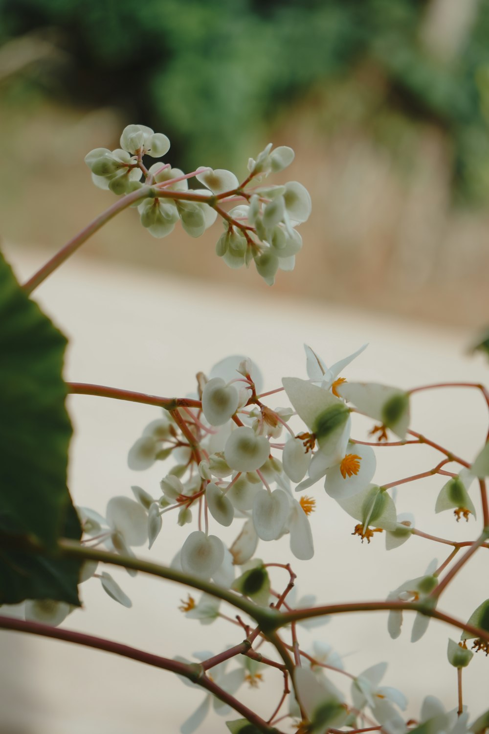 a close up of a plant with white flowers