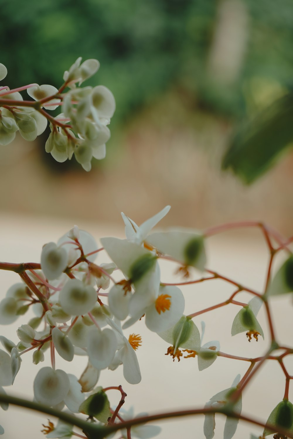 a branch with white flowers and green leaves