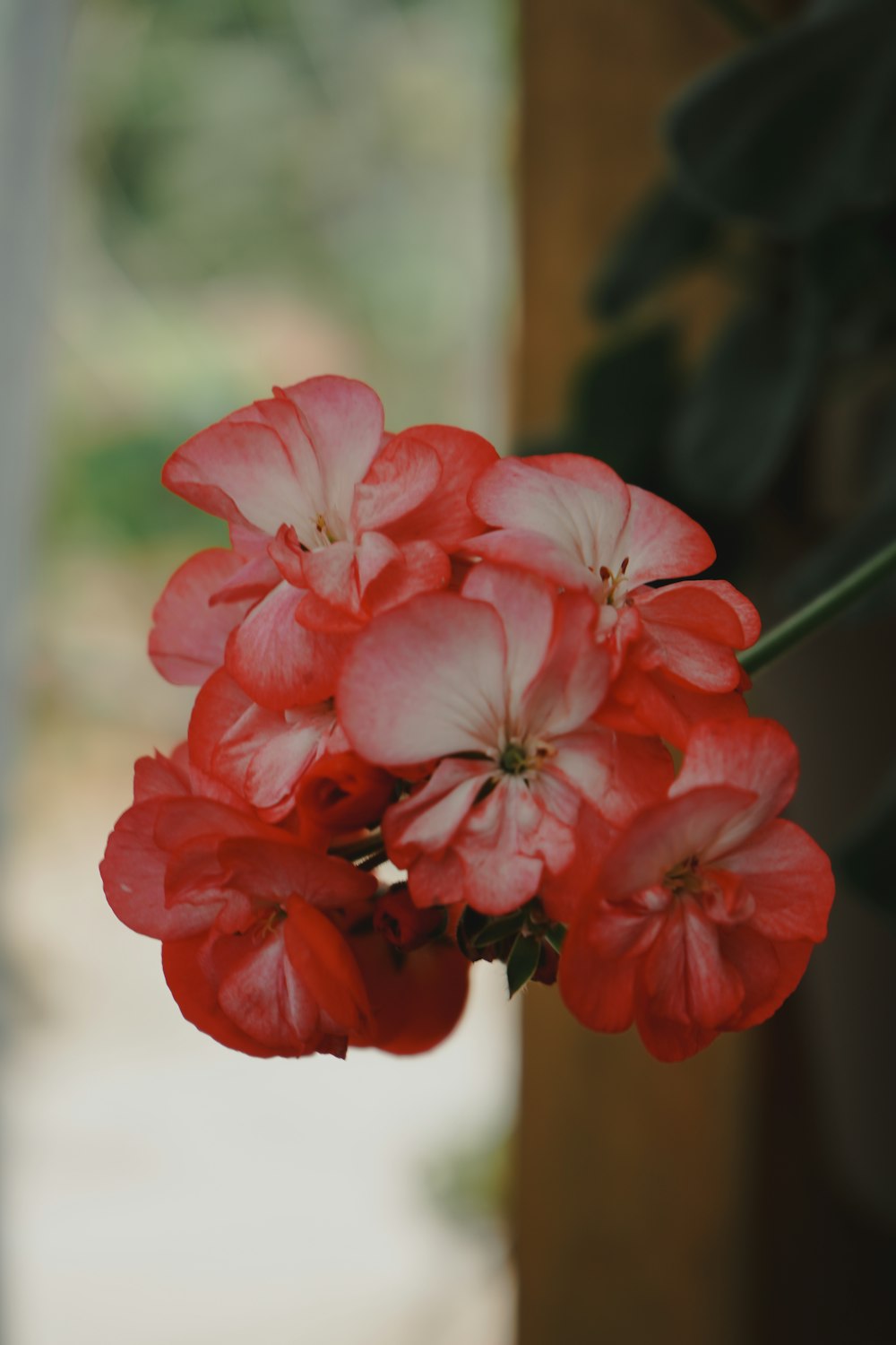 a bunch of red and white flowers in a vase