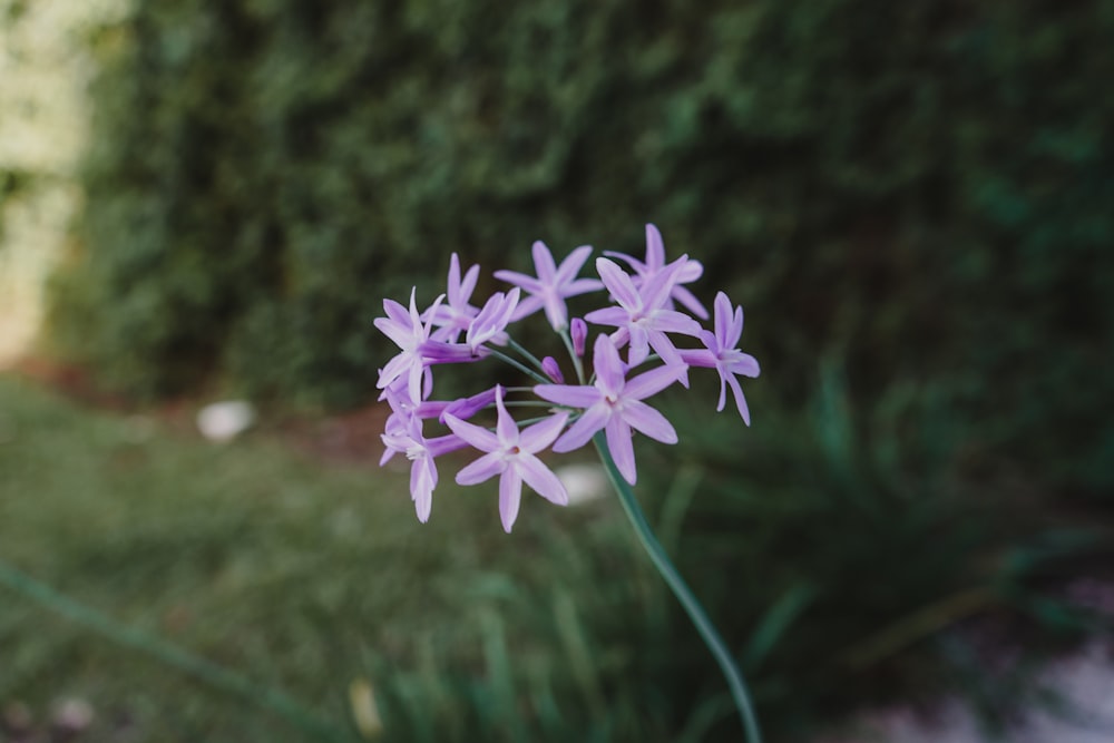 a close up of a purple flower near a bush