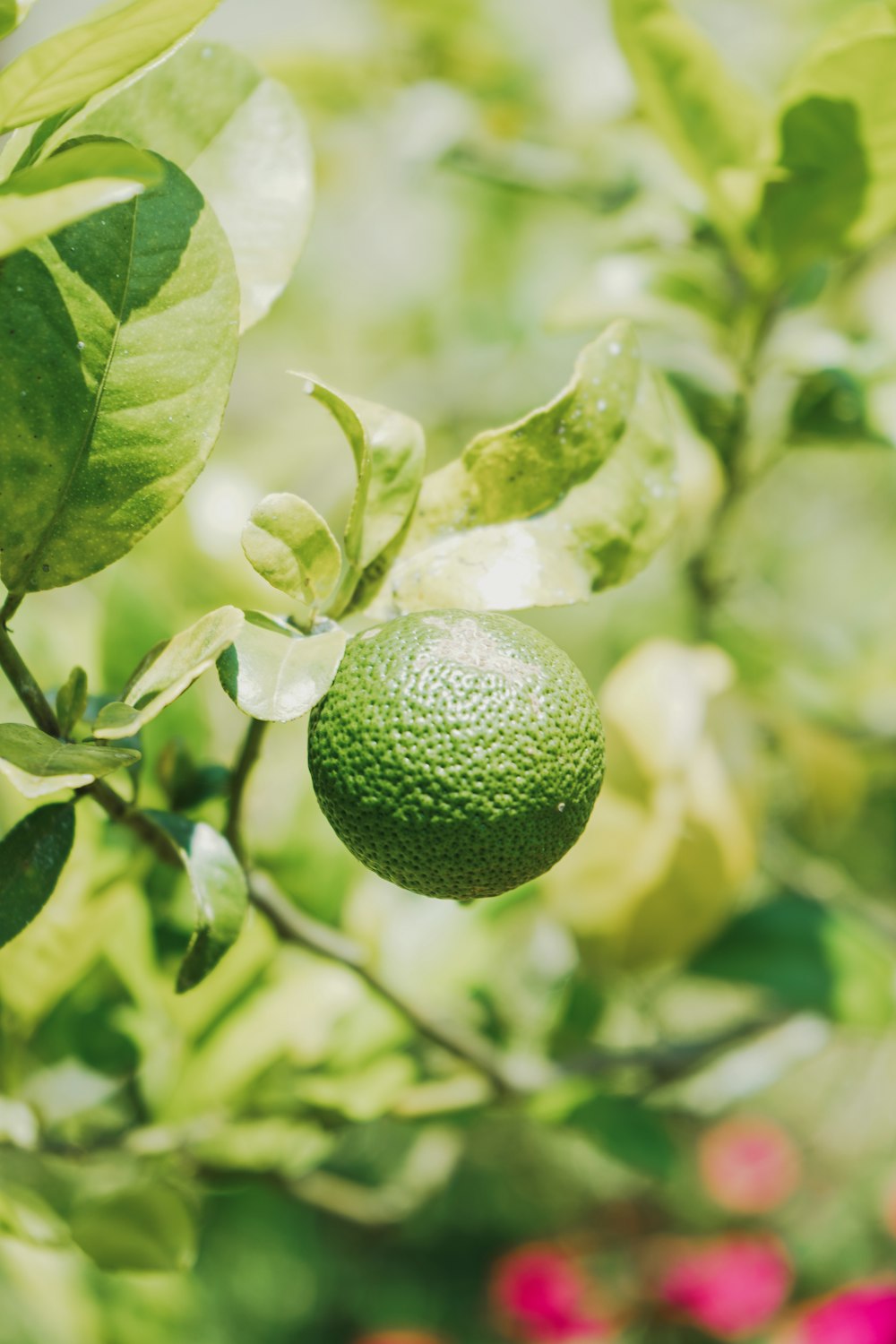 an avocado hanging from a tree in a garden