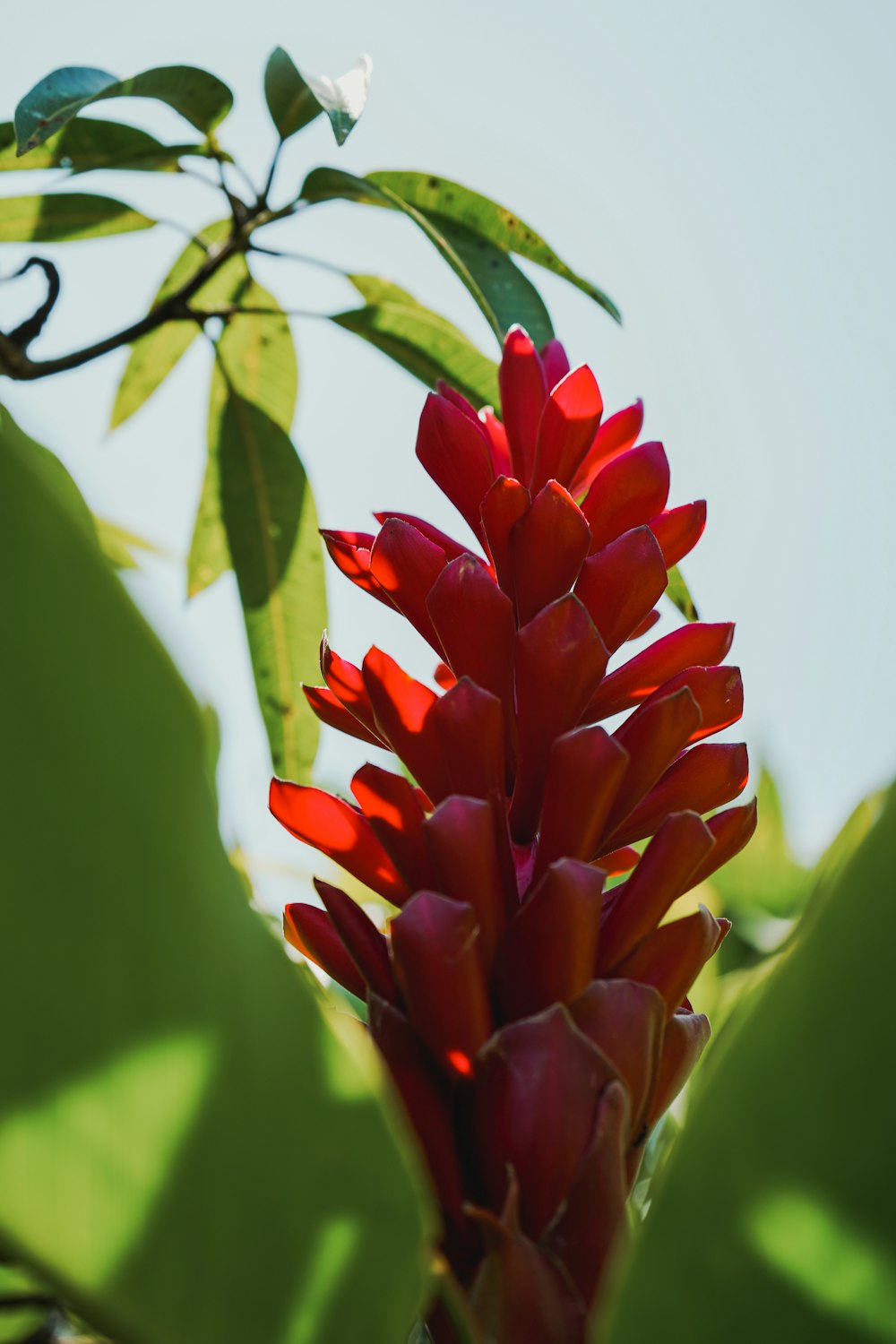 a close up of a red flower on a tree