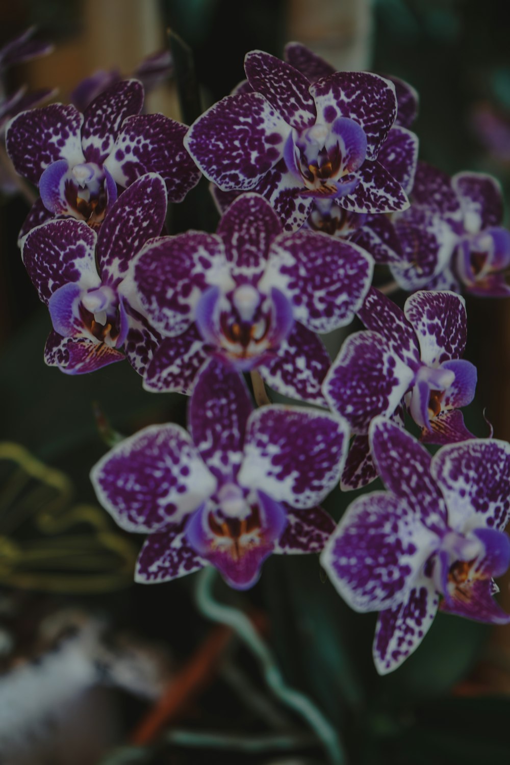 Gros plan d’une fleur pourpre et blanche