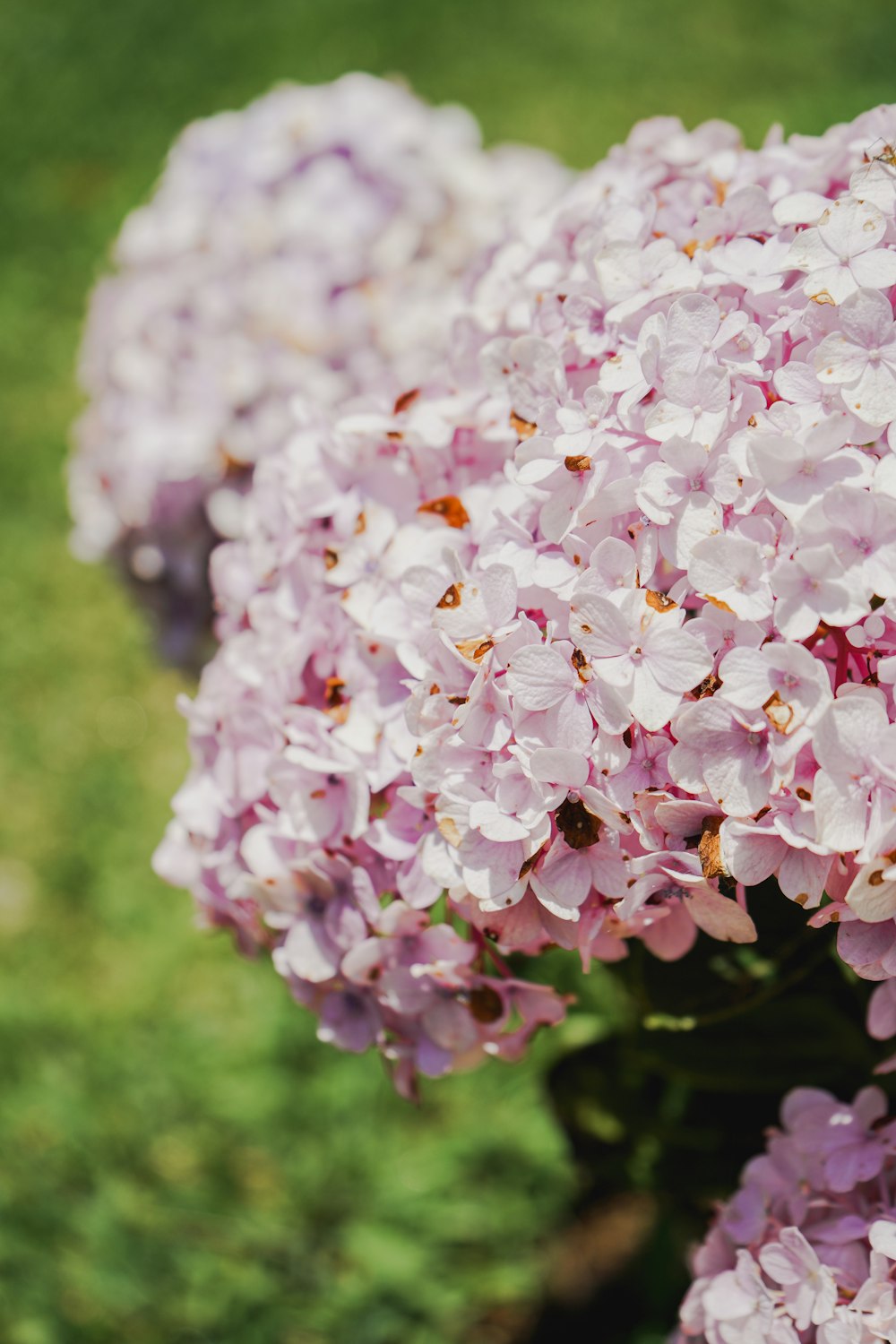 a close up of a bunch of purple flowers