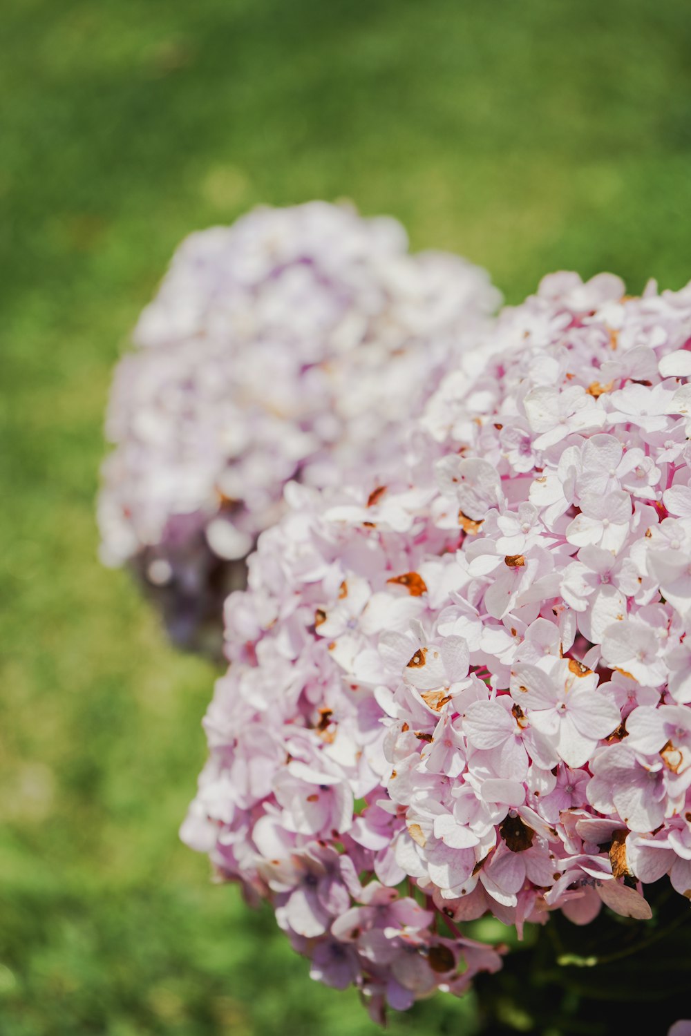 a close up of a bunch of purple flowers