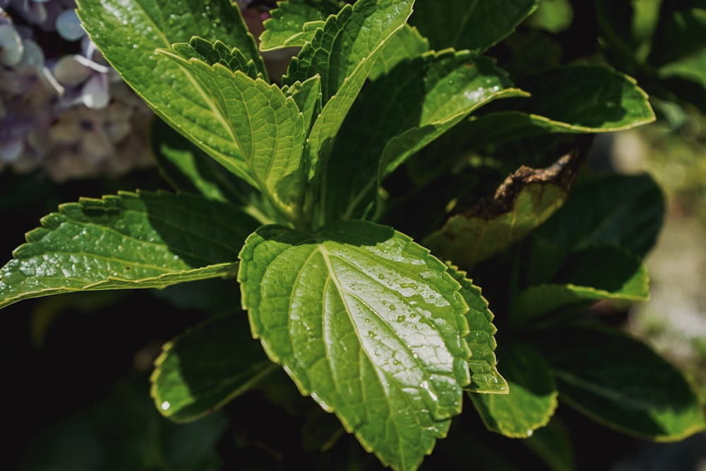 Gros plan d’une plante à feuilles vertes