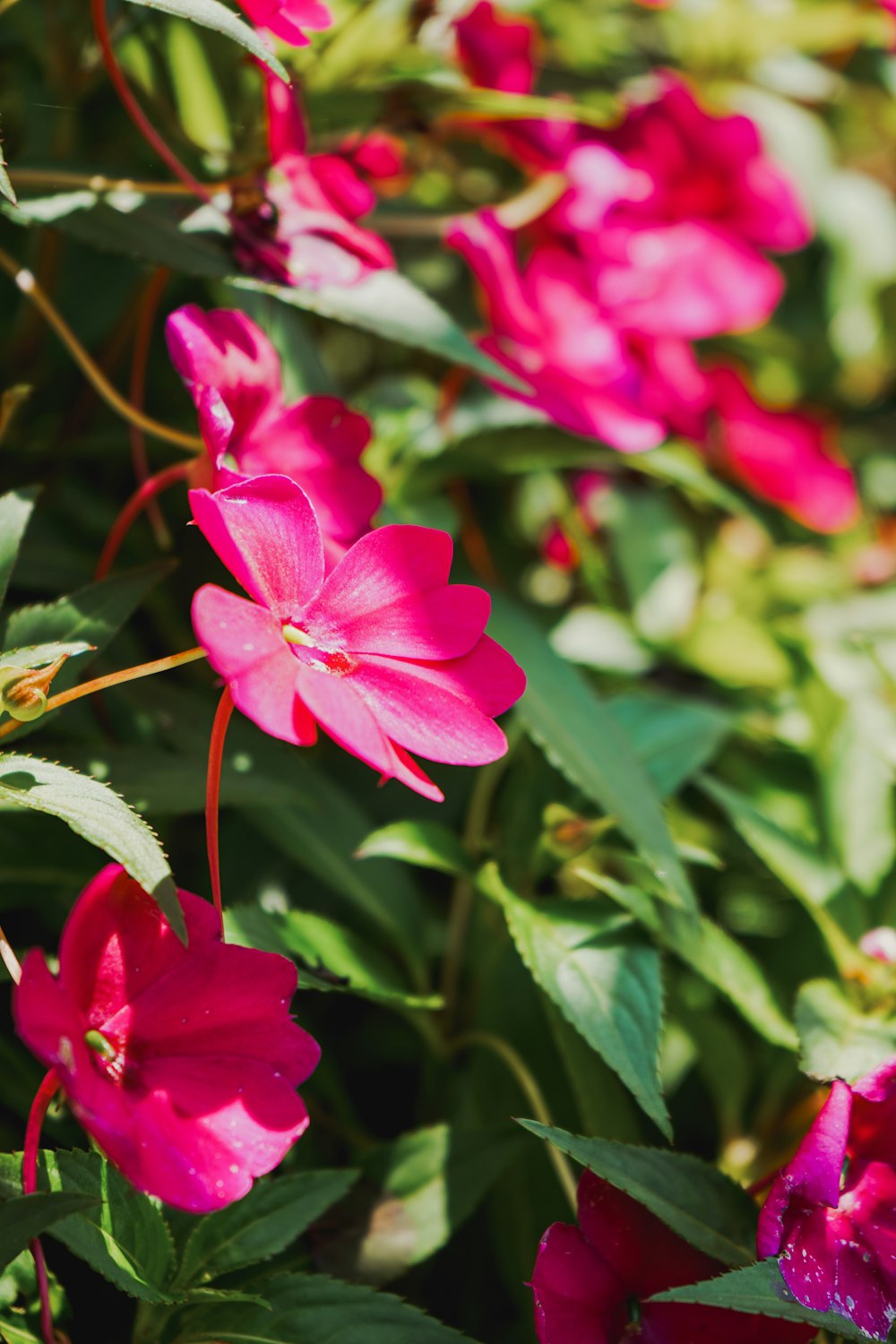 a bunch of pink flowers growing in a garden