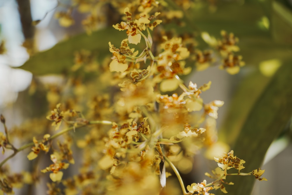 a close up of a tree with yellow flowers