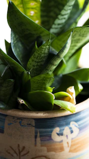 Close-up of a tropical plant with glossy leaves, set in an artistic pot featuring abstract golden patterns.