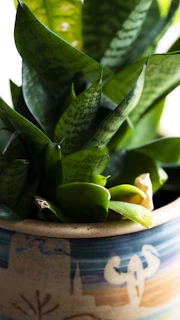Close-up of a tropical plant with glossy leaves, set in an artistic pot featuring abstract golden patterns.