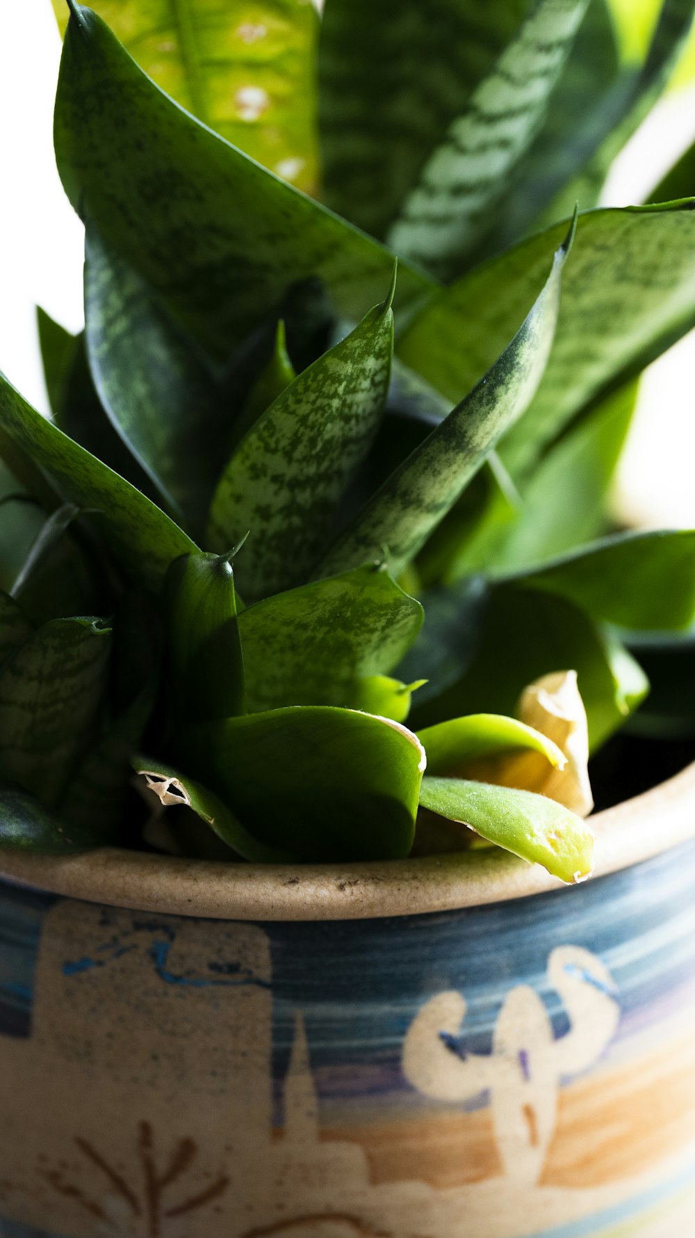 a close up of a potted plant with green leaves