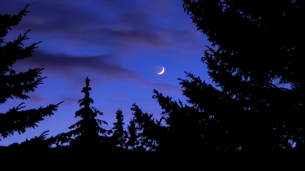 the moon is seen through the trees at night