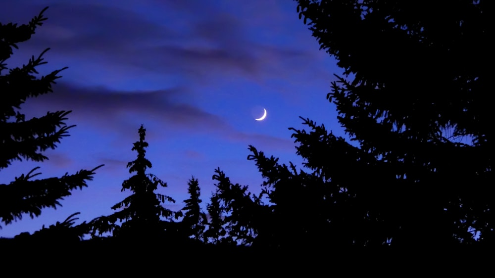 La luna se ve a través de los árboles por la noche