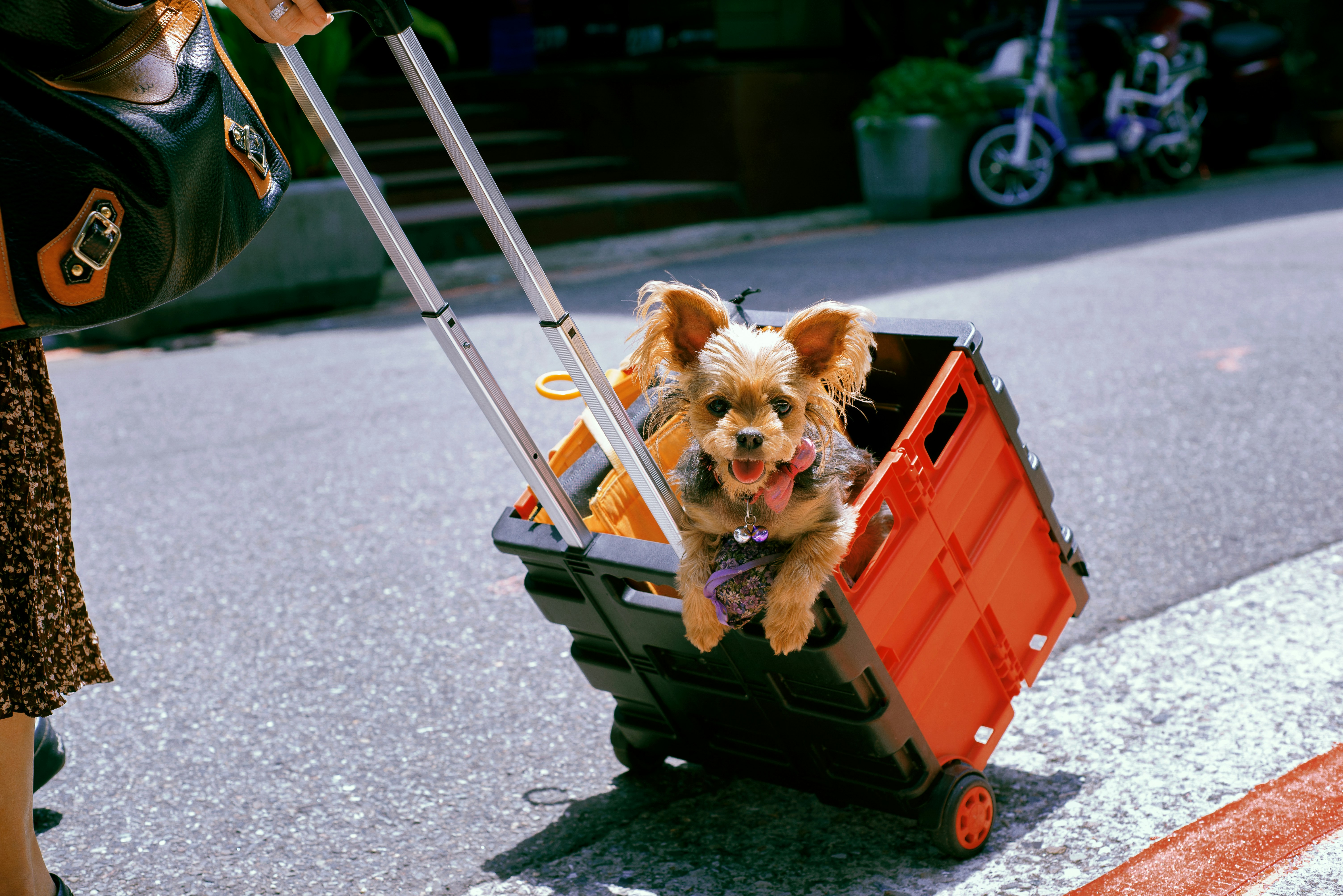 Book Your Pet's Ride