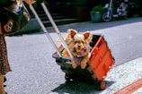 A small dog with fluffy fur is happily sitting inside a red wheeled cart, being pulled by a person carrying a black leather bag. The scene takes place on a sunny street, with the dog looking excited and playful.