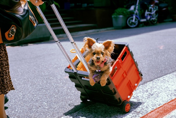 A small dog happily sitting inside a sleek pet stroller on a sunny park path.