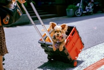 A small dog with fluffy fur is happily sitting inside a red wheeled cart, being pulled by a person carrying a black leather bag. The scene takes place on a sunny street, with the dog looking excited and playful.