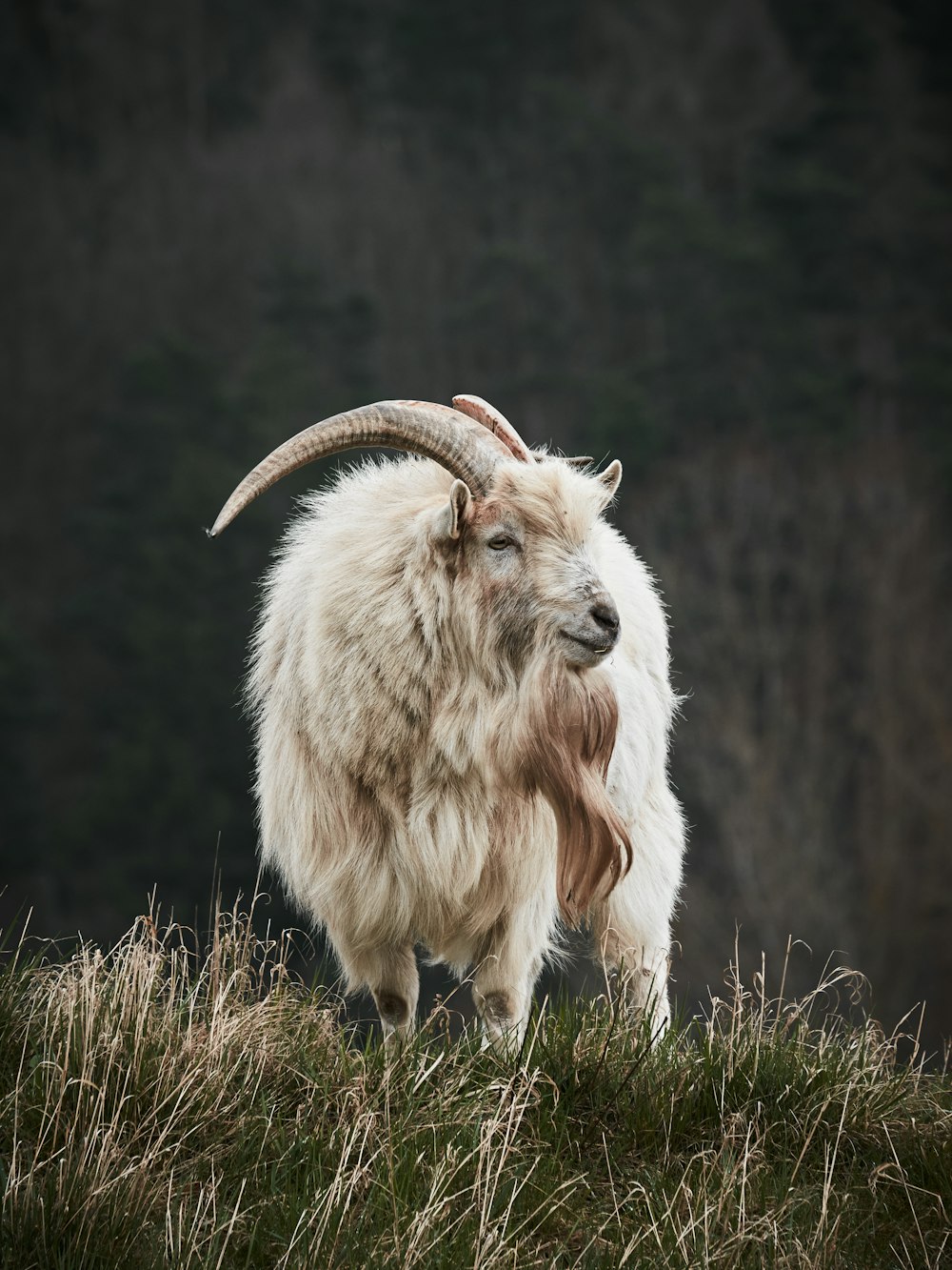 a mountain goat with long horns standing on a grassy hill