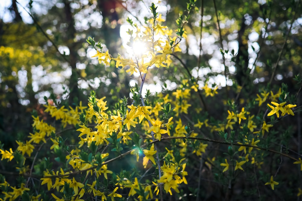 the sun shines through the leaves of a tree