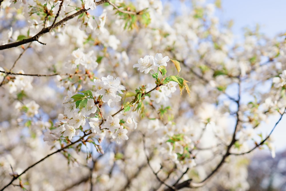 ein Baum mit weißen Blüten und grünen Blättern