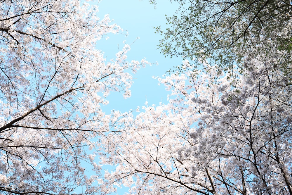 a group of trees with white flowers on them