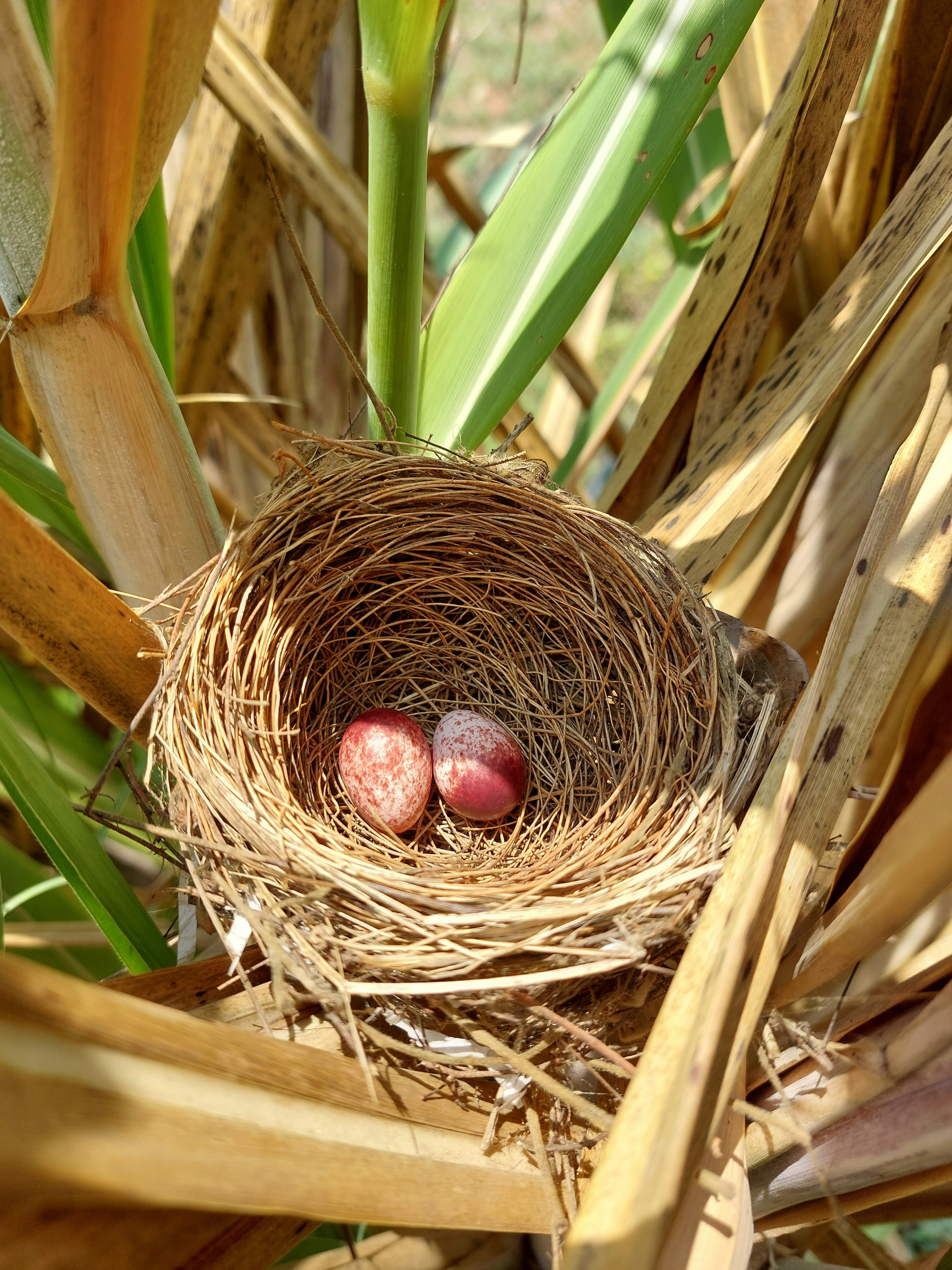 Bird nest with egg