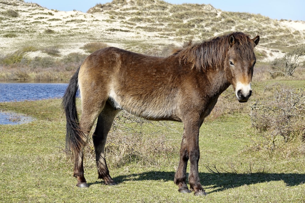 a brown horse standing on top of a lush green field