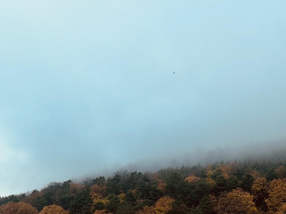 a plane flying over a forest on a cloudy day