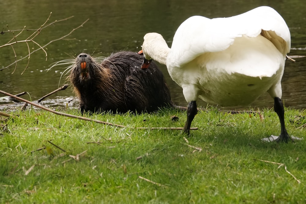 a couple of animals that are standing in the grass