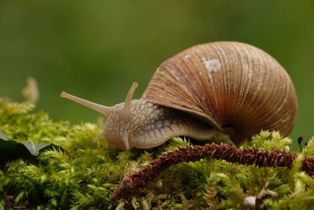 a close up of a snail on a mossy surface