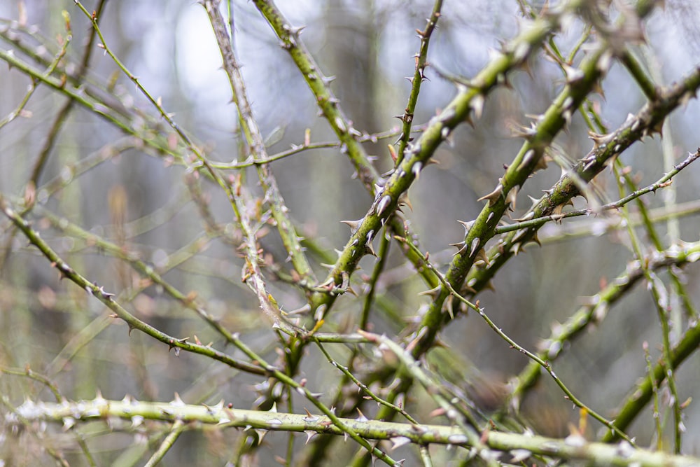 a close up of a tree with no leaves