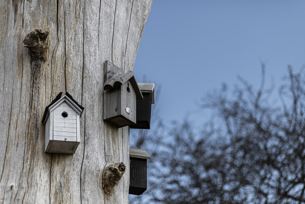 a couple of bird houses on the side of a tree