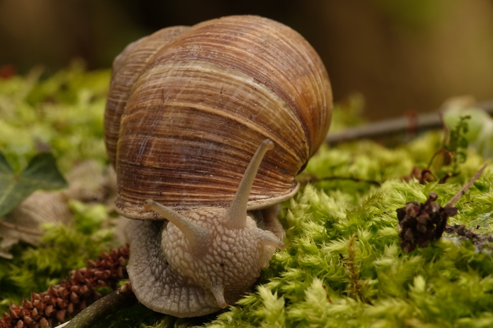 a close up of a snail on a bed of moss