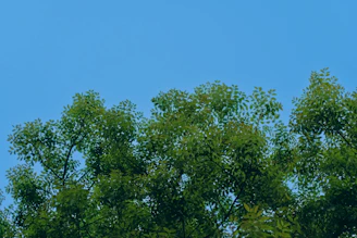 A gardener trimming a lush green tree under a clear blue sky.