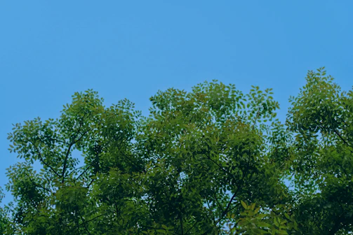 A gardener trimming a lush green tree under a clear blue sky.