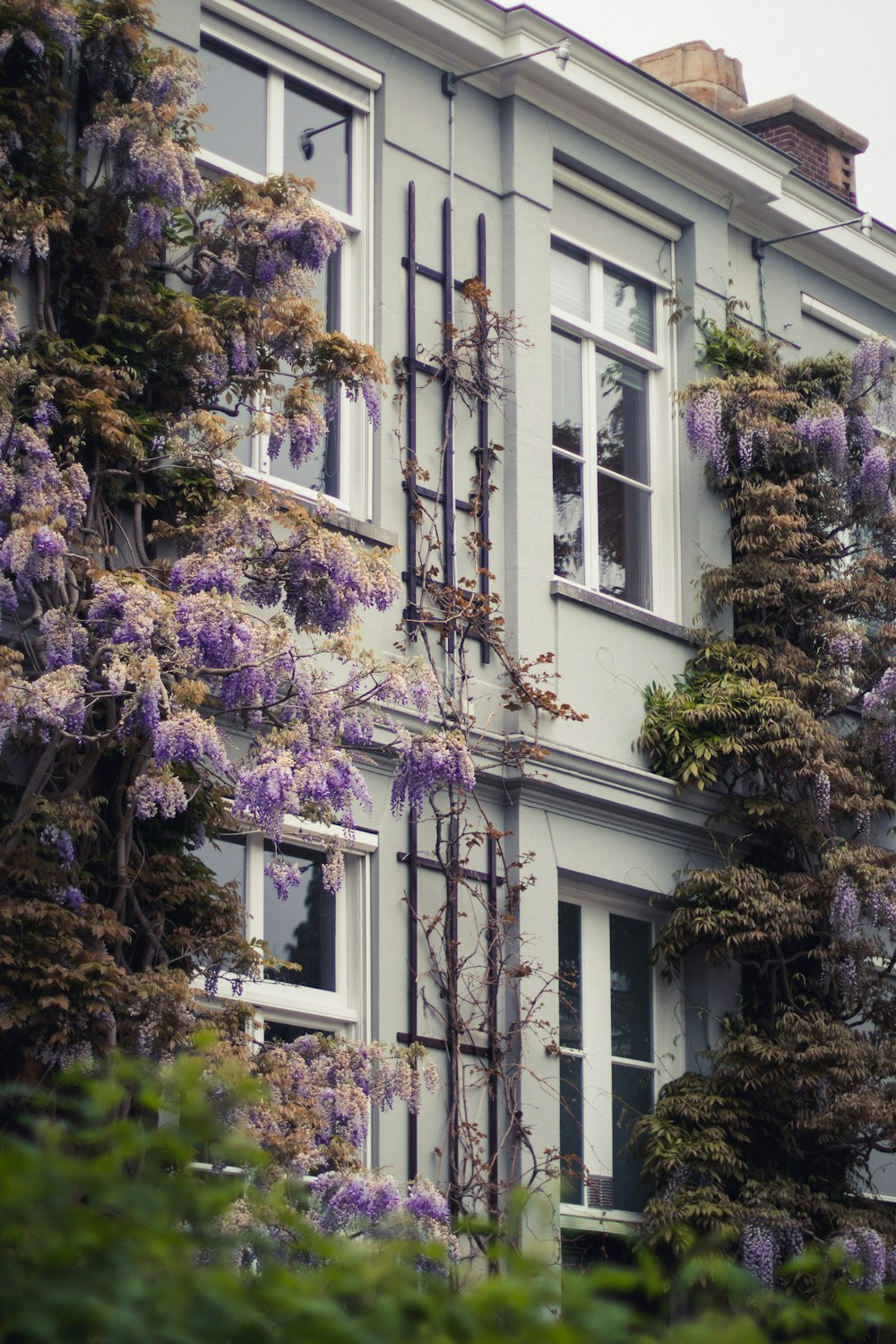 a building with purple flowers growing on the side of it