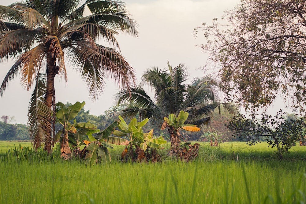 a palm tree in the middle of a lush green field