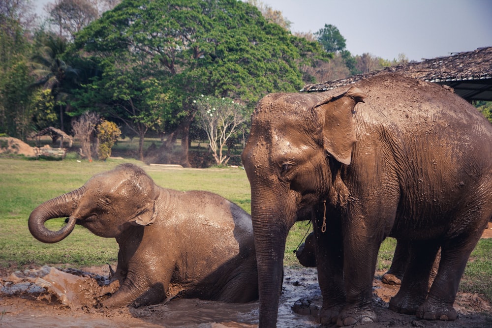 a couple of elephants standing next to each other