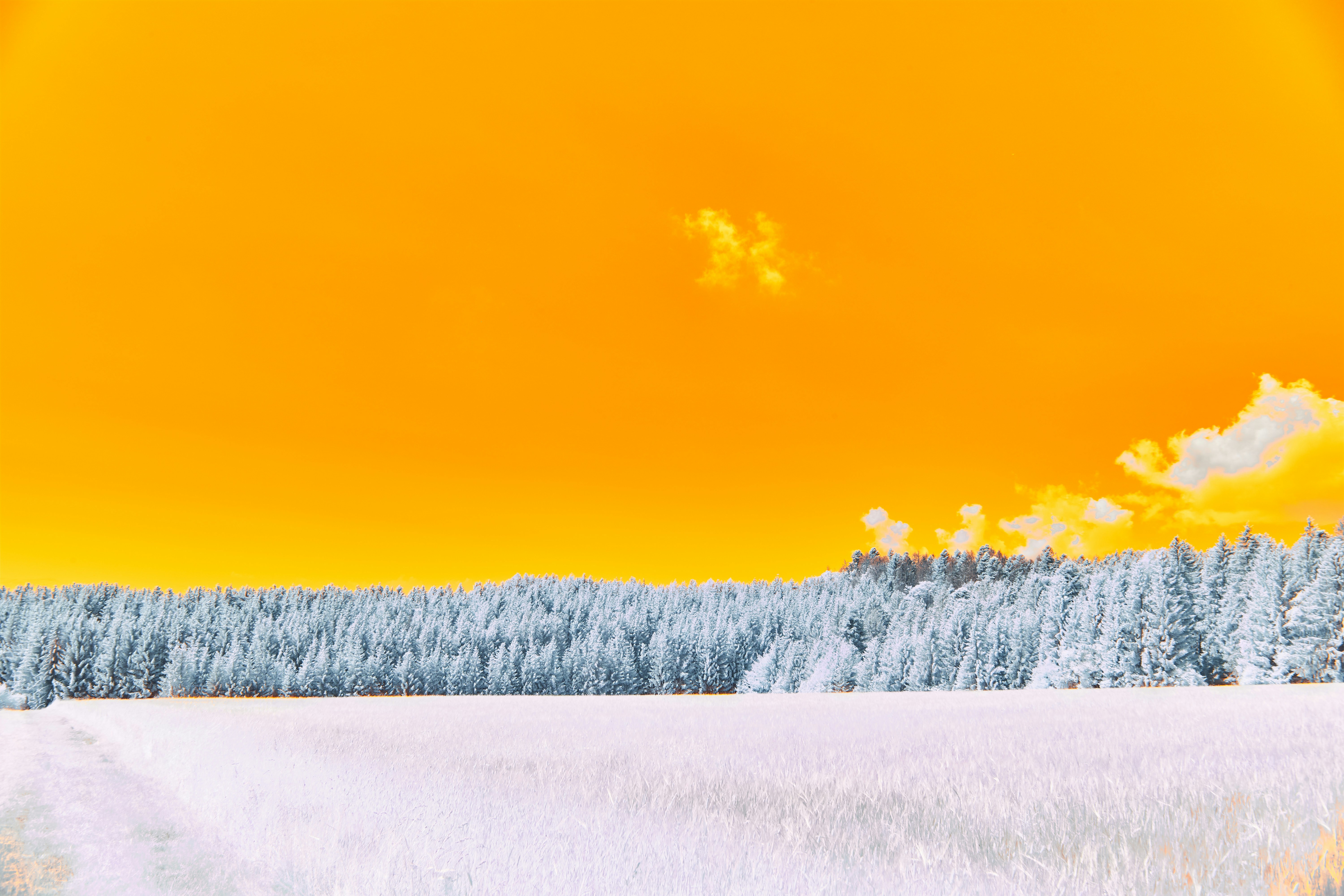 Photo by wolfgang_hasselmann