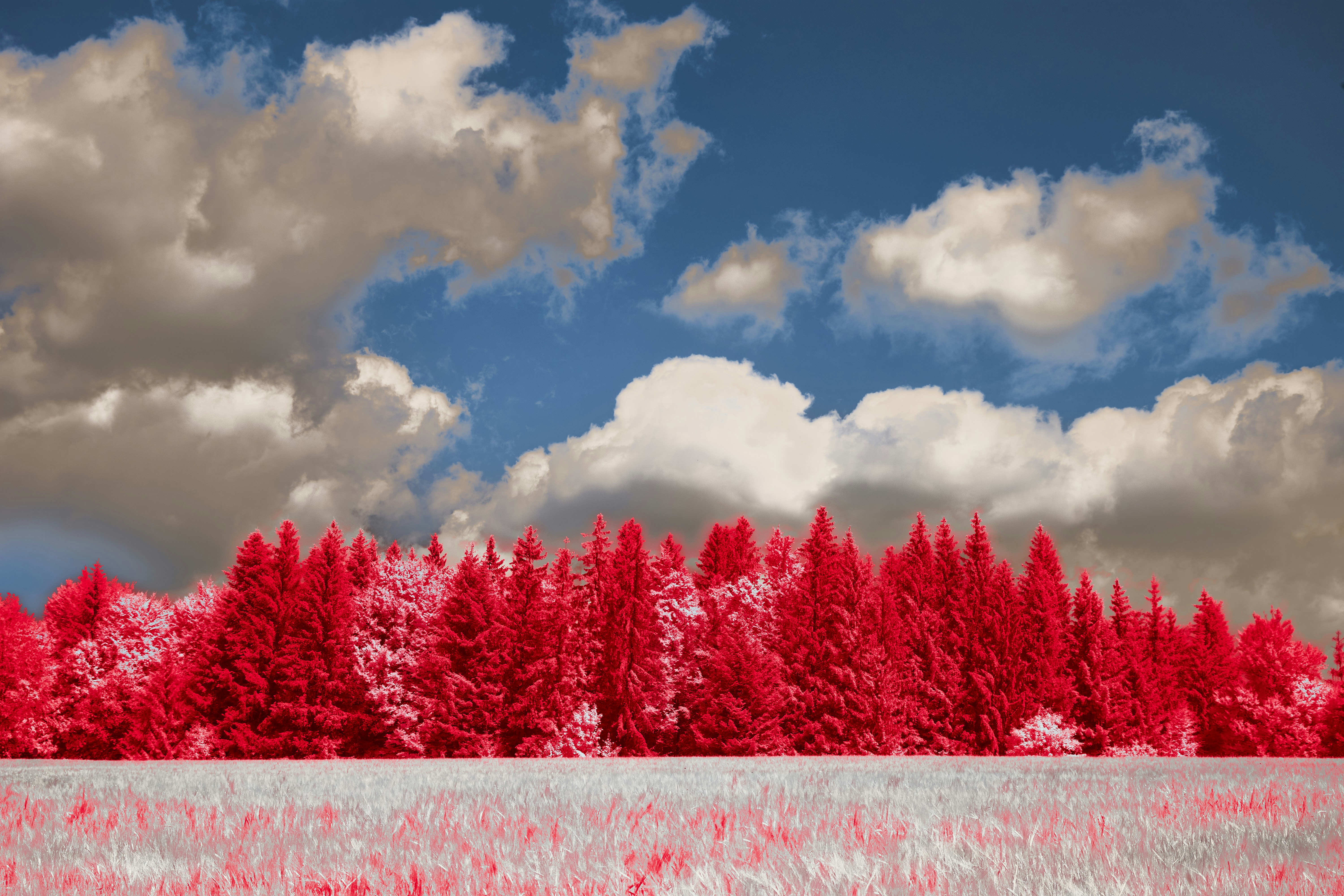 Photo by wolfgang_hasselmann