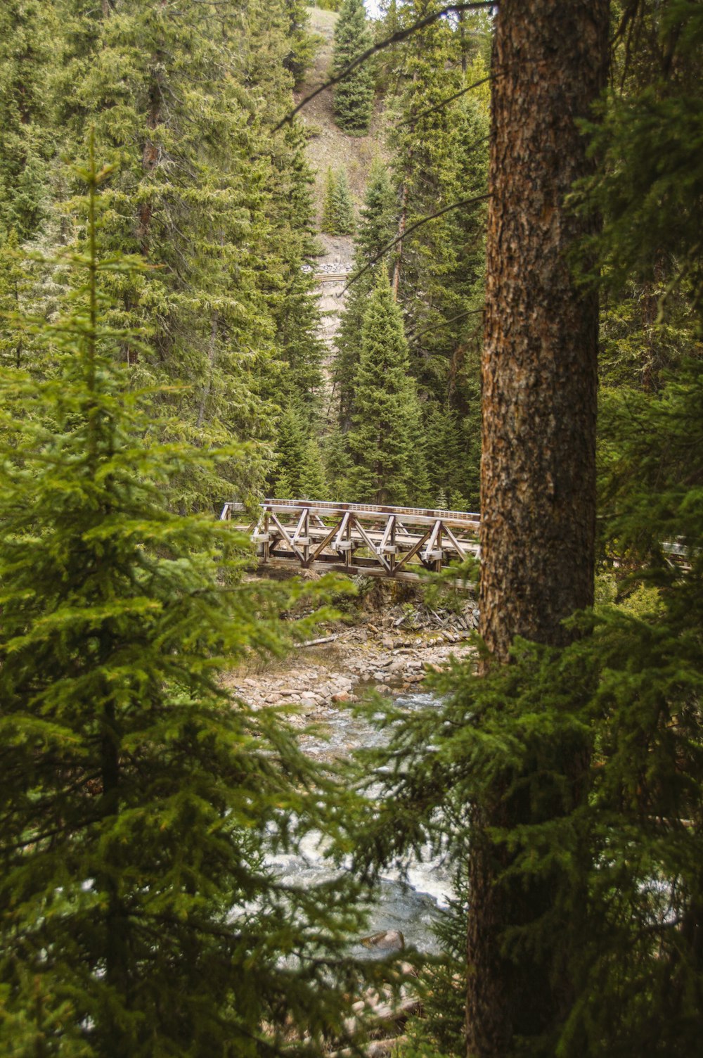 a bridge in the middle of a forest