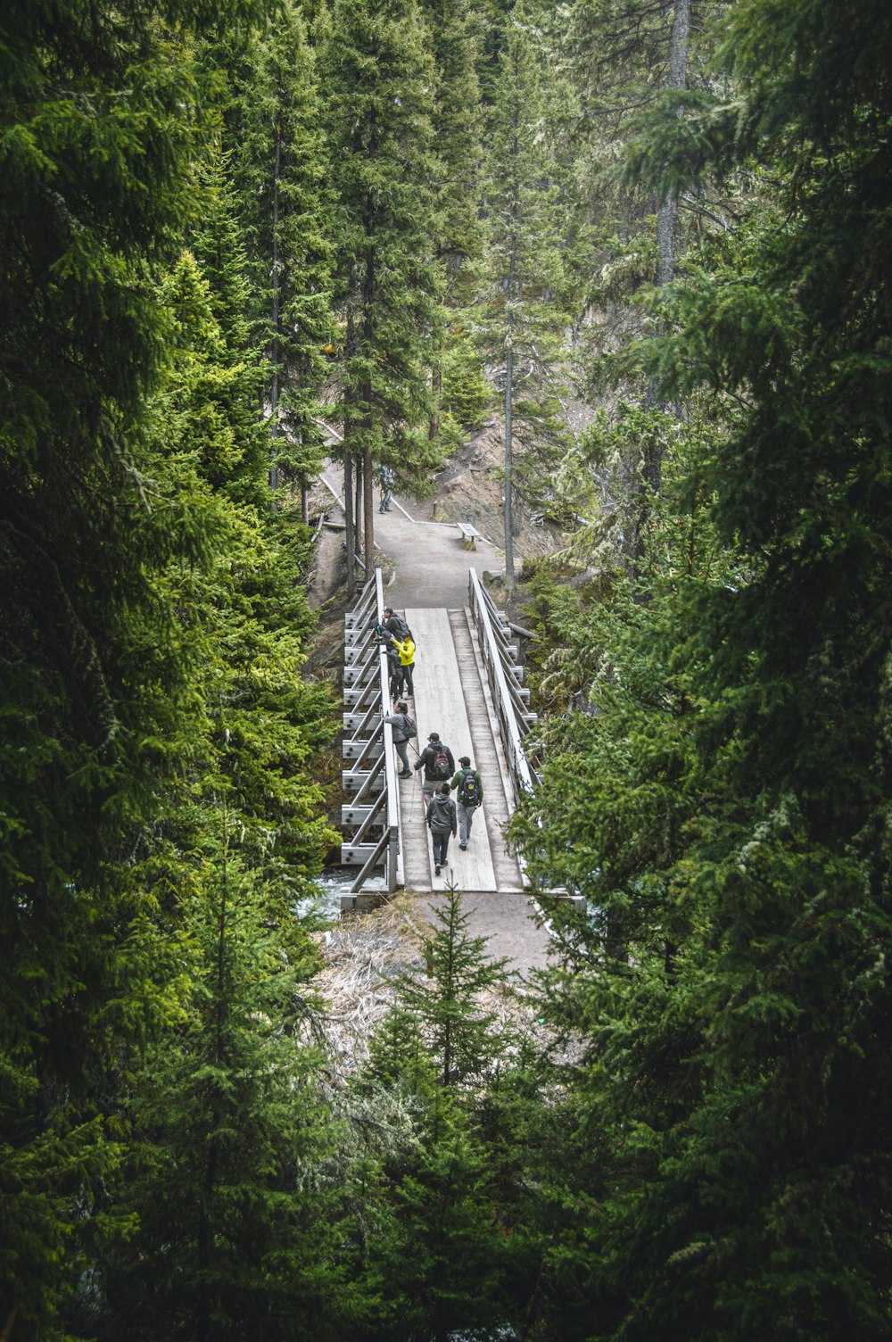 a group of people walking across a bridge in the woods