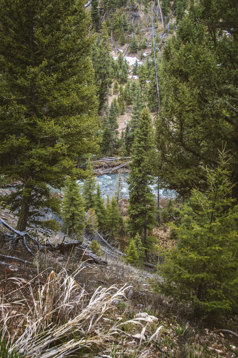 a view of a river through some trees