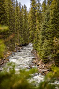 A forest landscape with a river running through, illustrating natural preservation.
