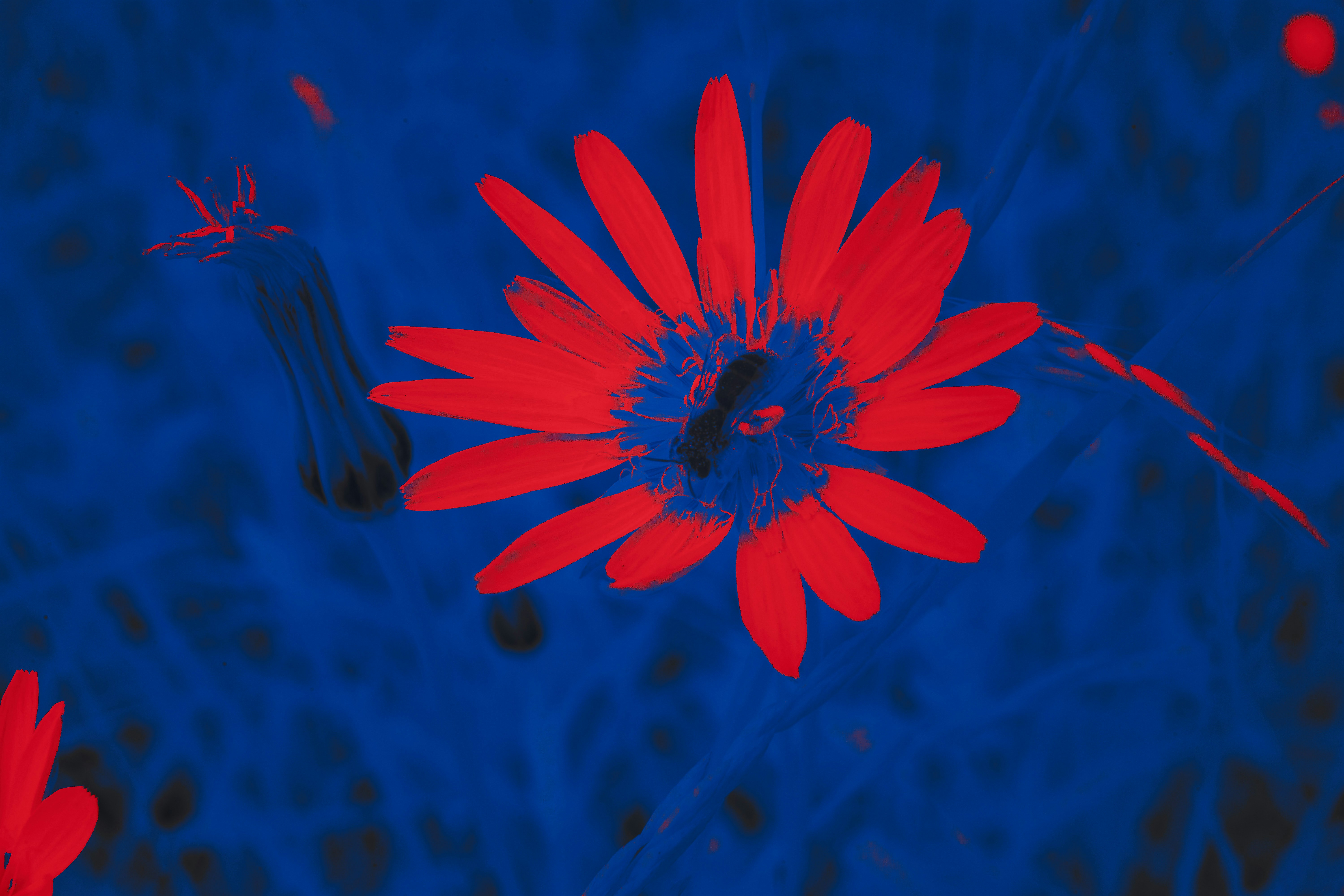 Uma flor vermelha com um fundo azul foto – Imagem grátis sobre Experimental  na Unsplash, image size:3000x2000
