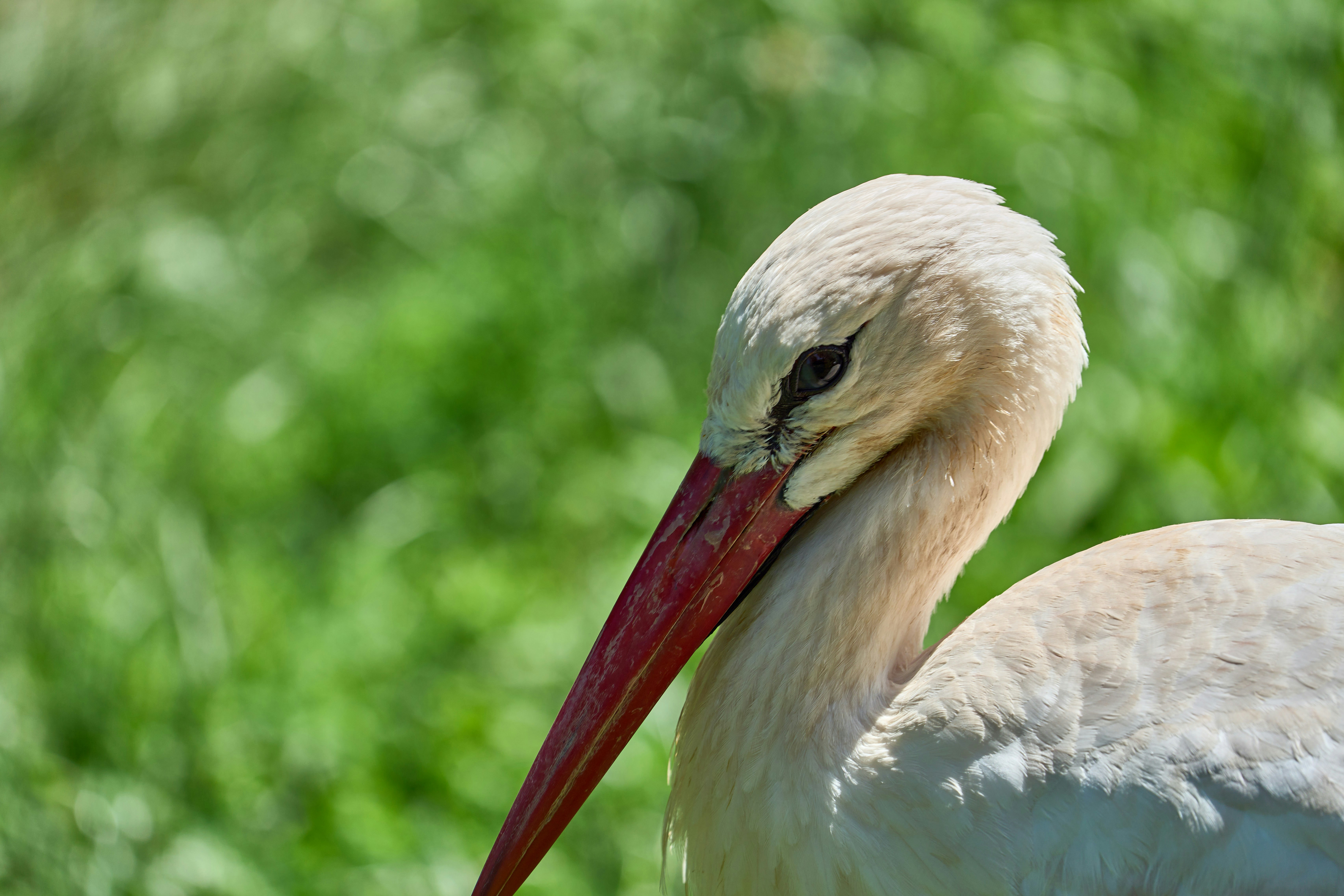 Photo by wolfgang_hasselmann