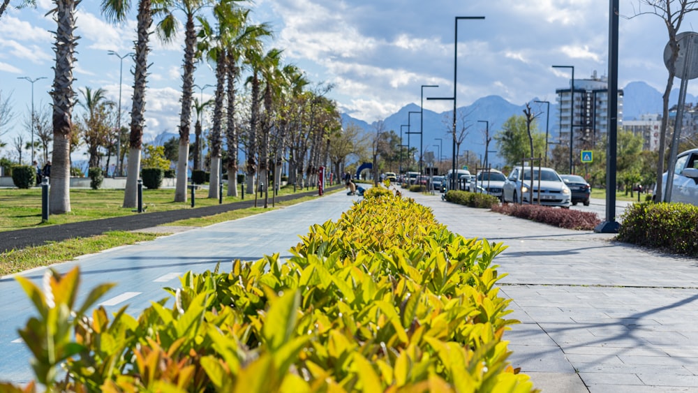 a street lined with lots of trees and bushes